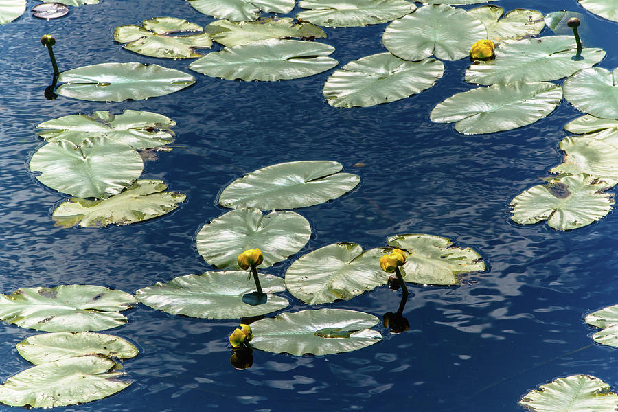 Lily Pond at Tiny Marsh Photograph by James Canning