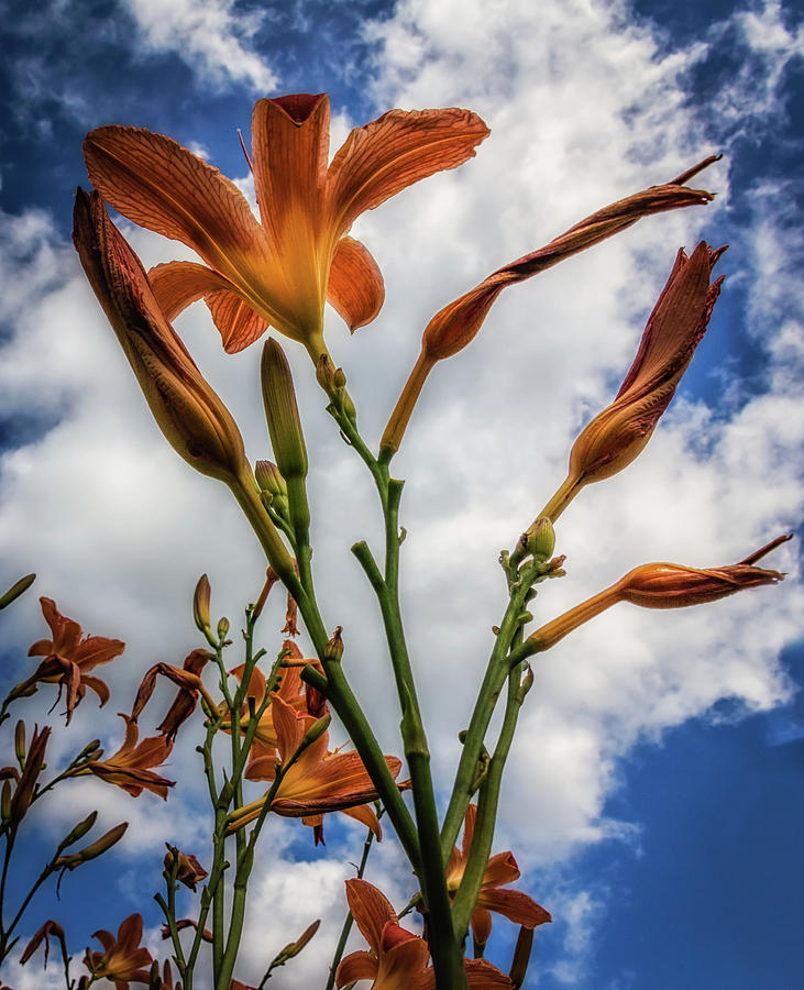 Lily Reaching for the Sky Photograph by Joann Long