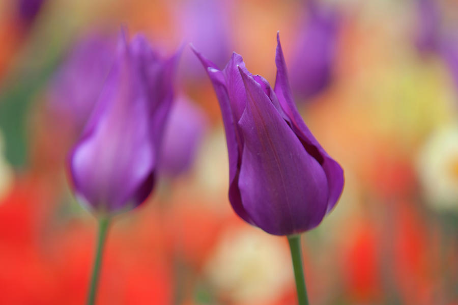 Lily Shaped Tulipa Purple Dream 1 Photograph by Jenny Rainbow