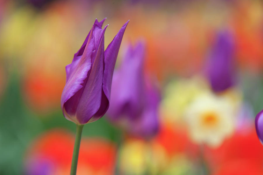 Lily Shaped Tulipa Purple Dream 2 Photograph by Jenny Rainbow