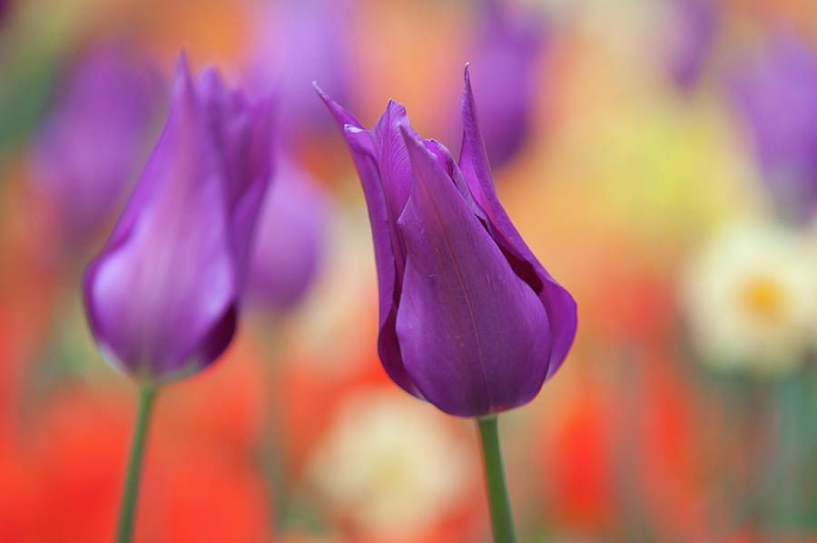 Lily Shaped Tulipa Purple Dream Photograph by Jenny Rainbow