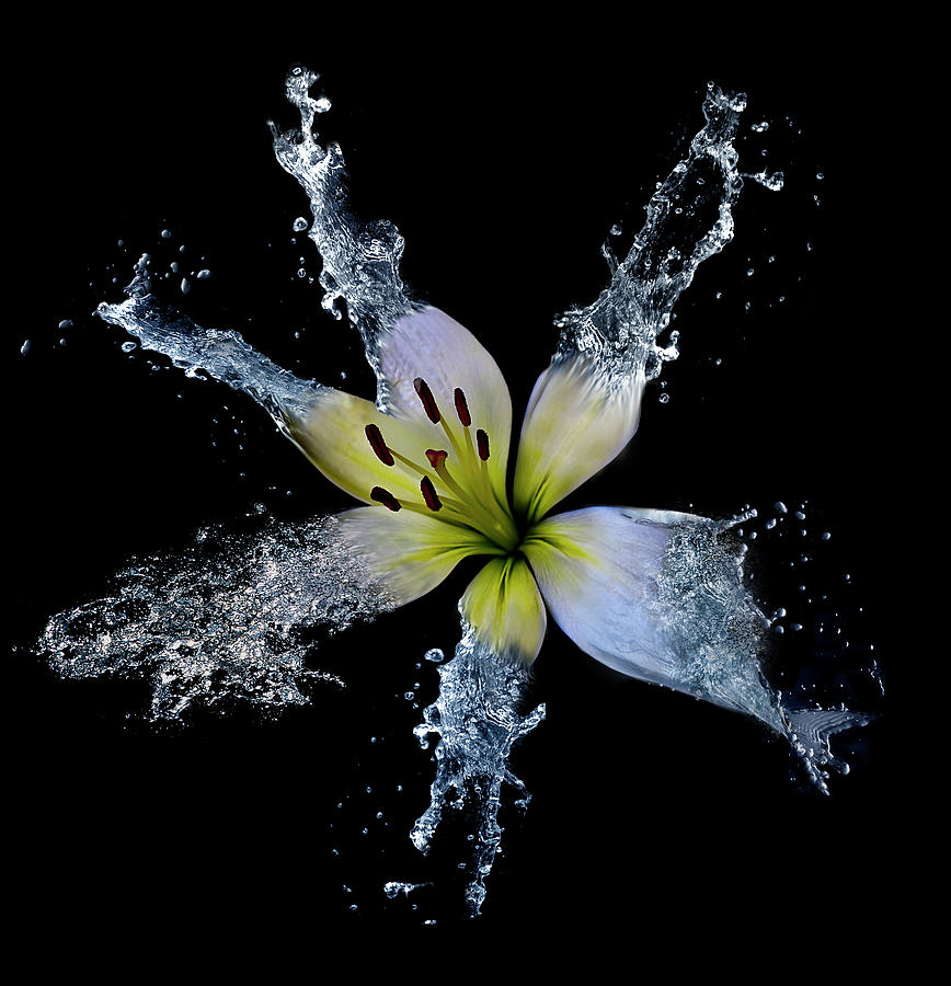 Lily Photograph - Lily Splish Splash by Lori Hutchison