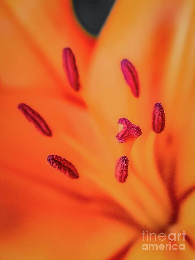 Lily Stamen and Pistil Photograph by Melissa Lipton