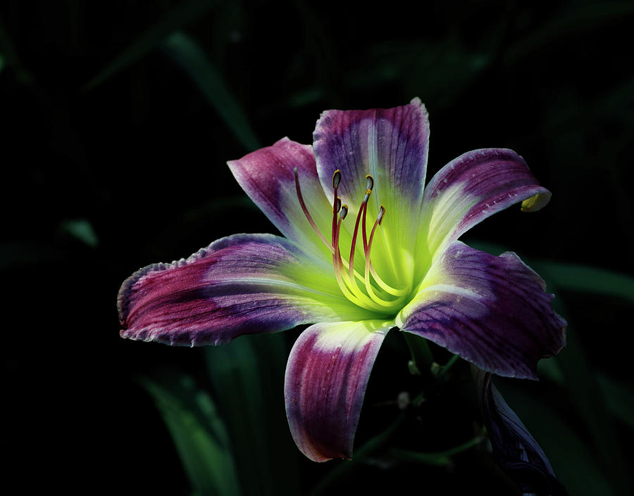 Flowers Photograph - Lily Study 1 by Mark Braun Flowers Photograph - Lily Study 1 by Mark Braun