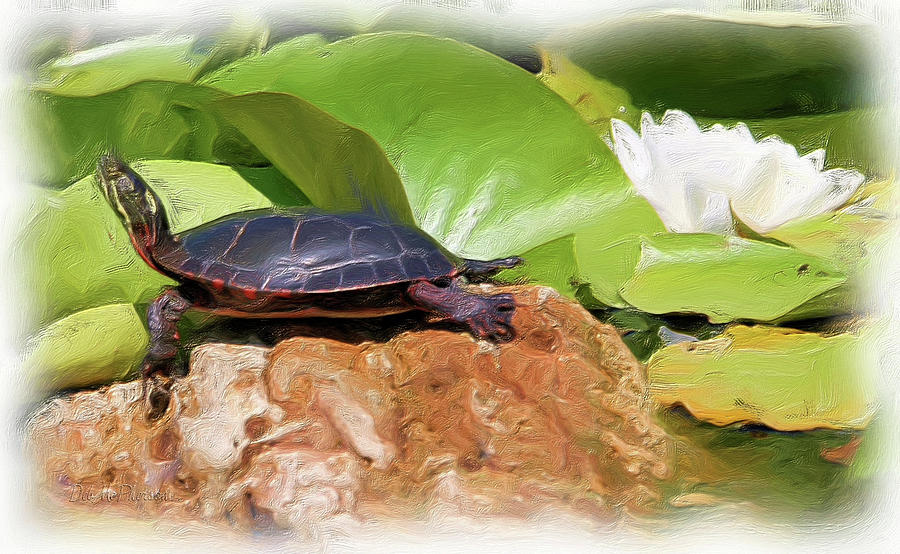 Lily Turtle 2 Photograph By Deb Mcpherson Fine Art America