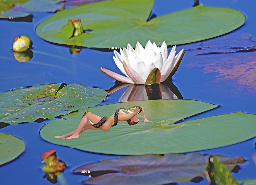 Lily Utopia by Karl Ford Lily Utopia by Karl Ford