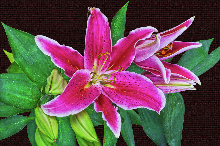 Lily Was One Of The Symbols Of The Roman Goddess Venus. Photograph by Bijan Pirnia