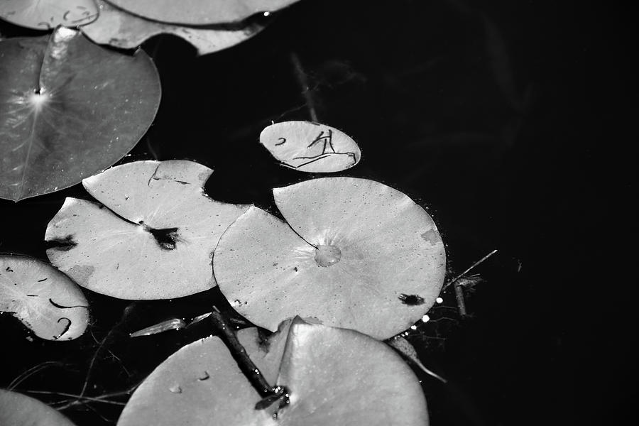 Lilypad in Black and White Photograph by Liz Albro