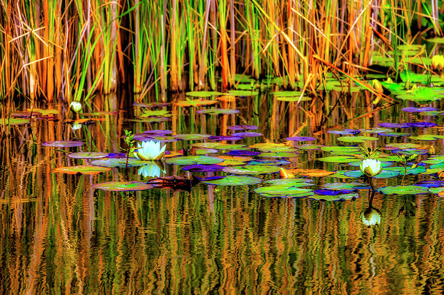 LilyPond Reflections Photograph by Garry Gay