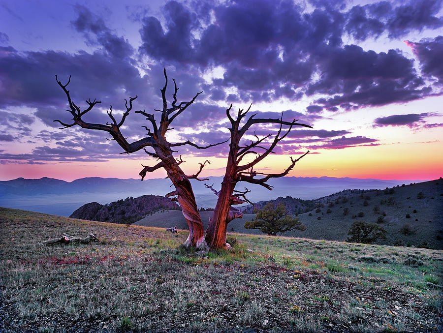 Limber Pine Sunset Photograph by Leland D Howard