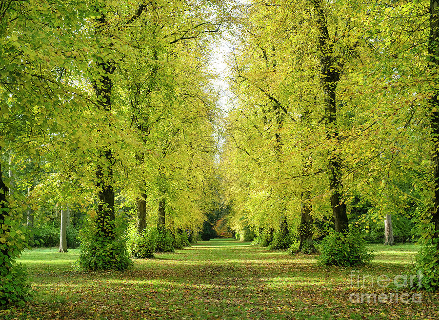 Lime Avenue in Autumn Photograph by Tim Gainey