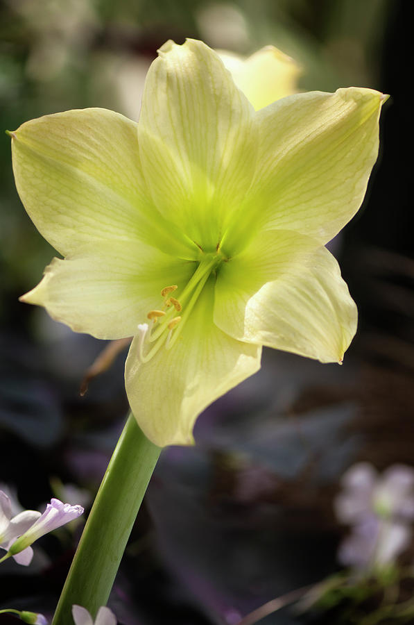 Lime Green Amaryllis Flower Photograph by Maria Mosolova