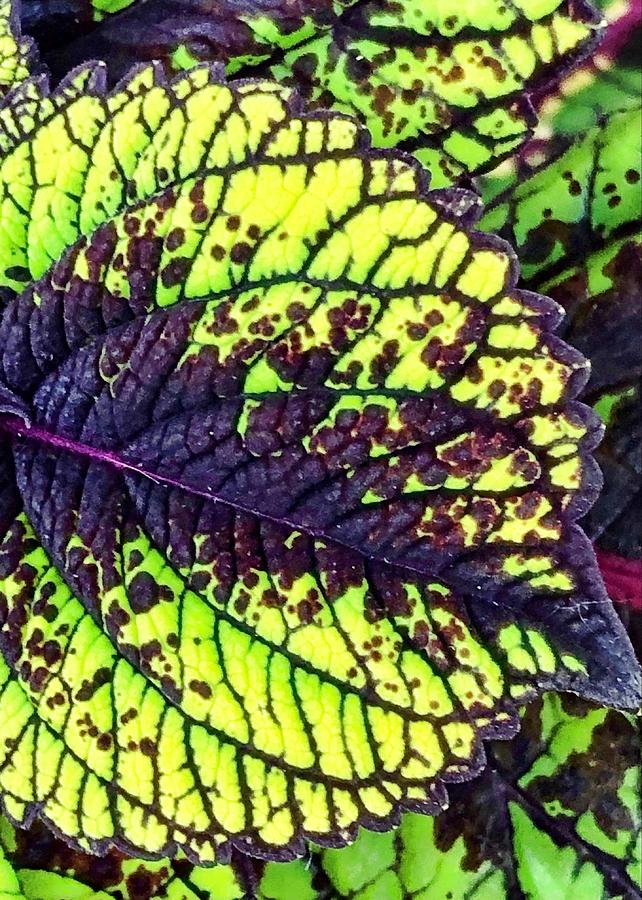 Lime Green Coleus Macro Photograph by Mary Pille