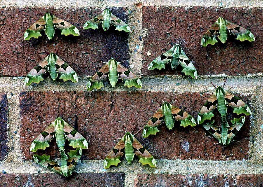 Lime Hawk Moths Photograph by Dr Keith Wheeler/science Photo Library