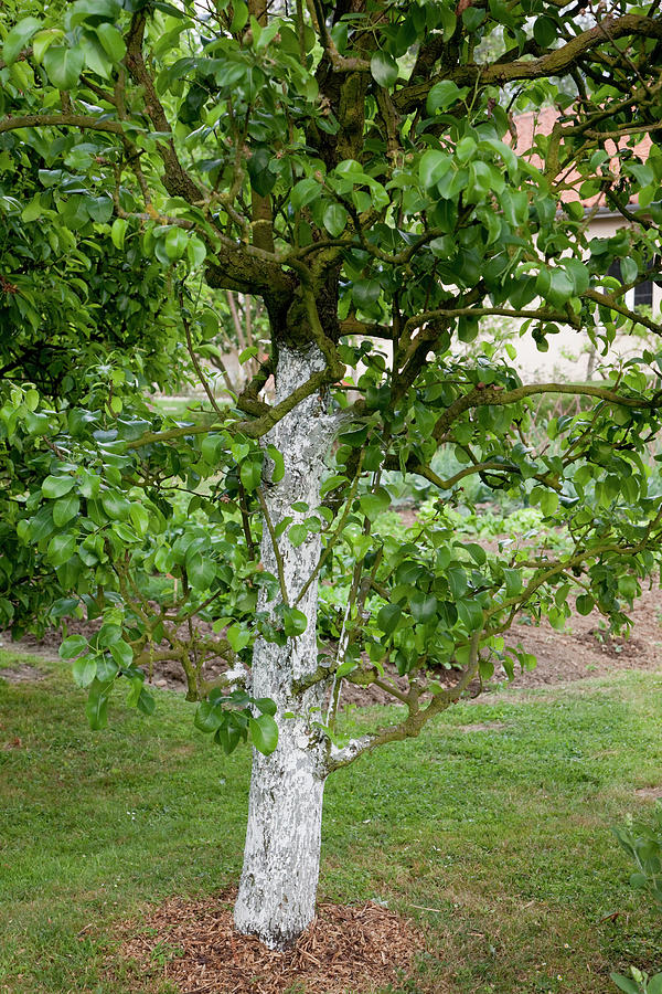 Lime Paint On Pear Tree Protects The Trunk From Frost Cracks And Pests Photograph by Noun