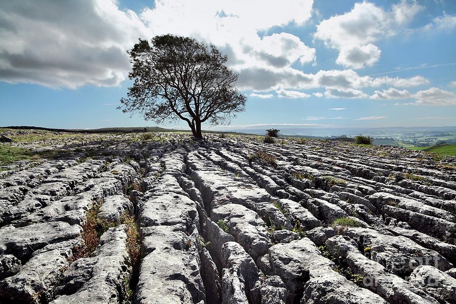 Limestone Pavement And Tree Photograph by Martin Bond/science Photo Library