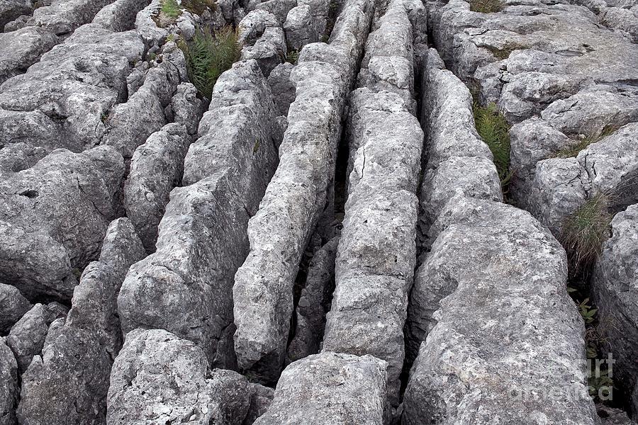 Limestone Pavement Photograph by Martin Bond/science Photo Library