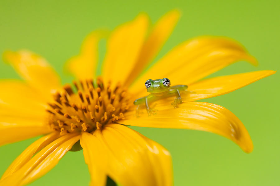 Frog Photograph - Limon Giant Glass Frog by Milan Zygmunt