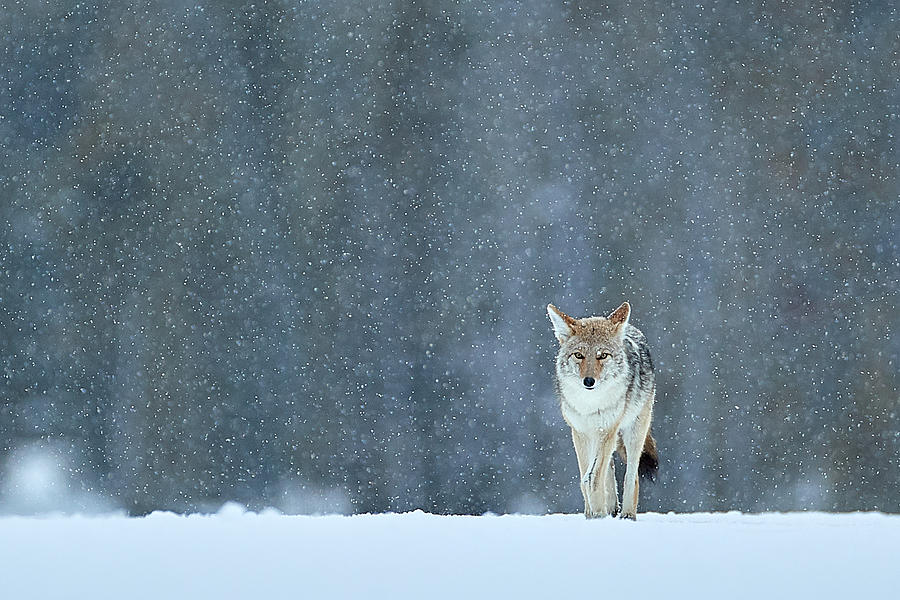 Yellowstone National Park Photograph - Limping Home In The Snow by Peter Hudson