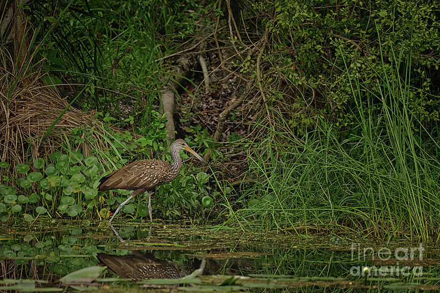 Limpkin Feeding in a Pond - 3954 by Marvin Reinhart Limpkin Feeding in a Pond - 3954 by Marvin Reinhart