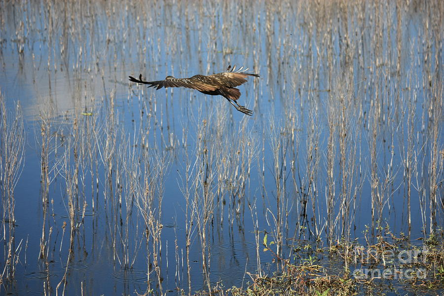 Nature Photograph - Limpkin Flying over Blue Water  by Carol Groenen