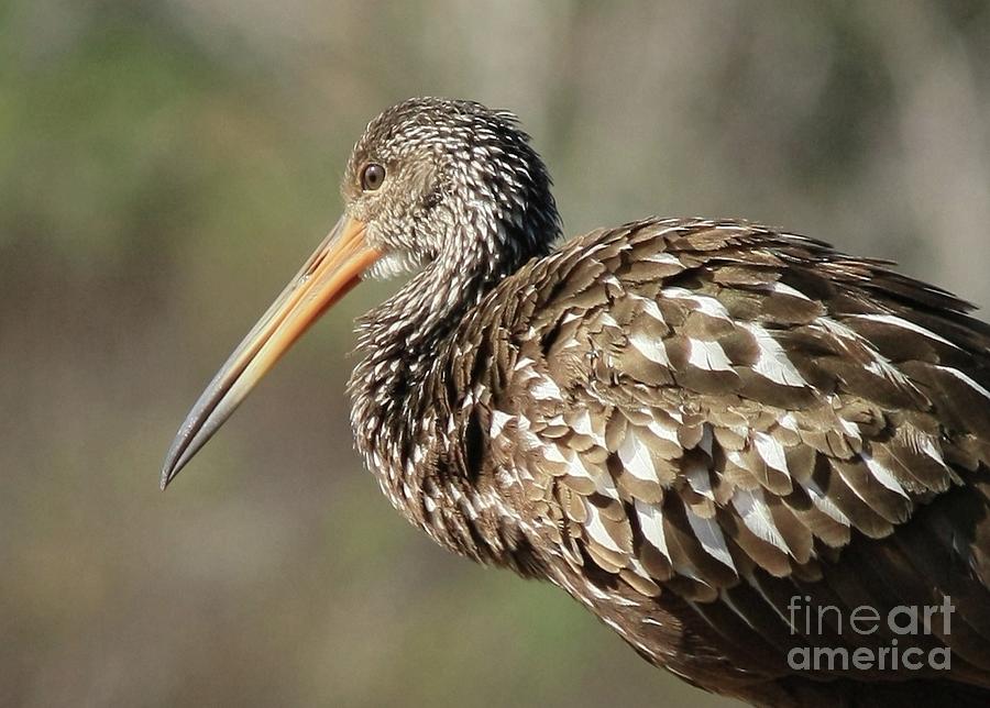 Limpkin Profile with Amazing Feathers Photograph by Carol Groenen