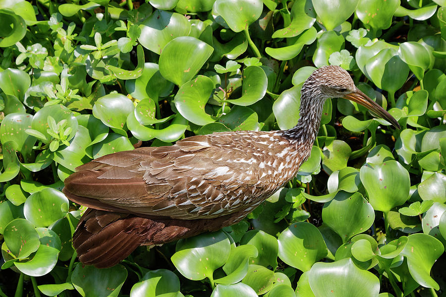 Limpkin Photograph by Sally Weigand