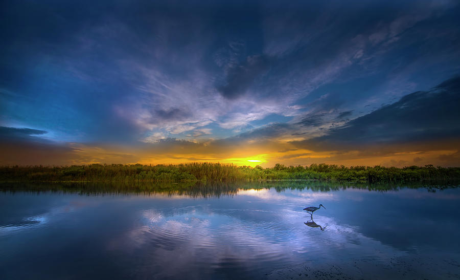 Limpkin Sunset Photograph by Mark Andrew Thomas