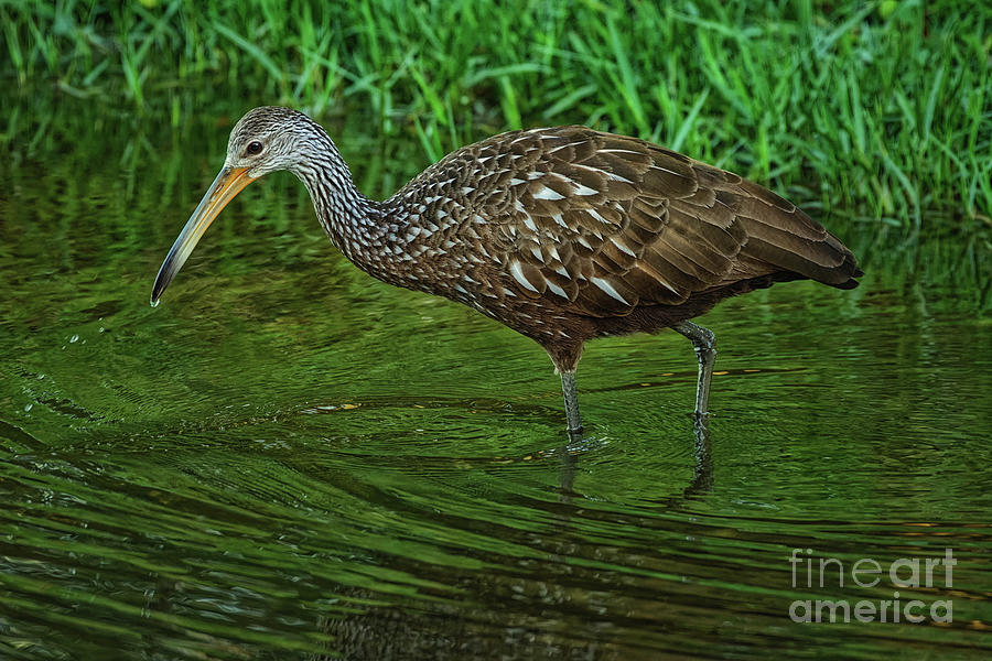 Limpkin Wades Looking for Shells - 1875 by Marvin Reinhart Limpkin Wades Looking for Shells - 1875 by Marvin Reinhart
