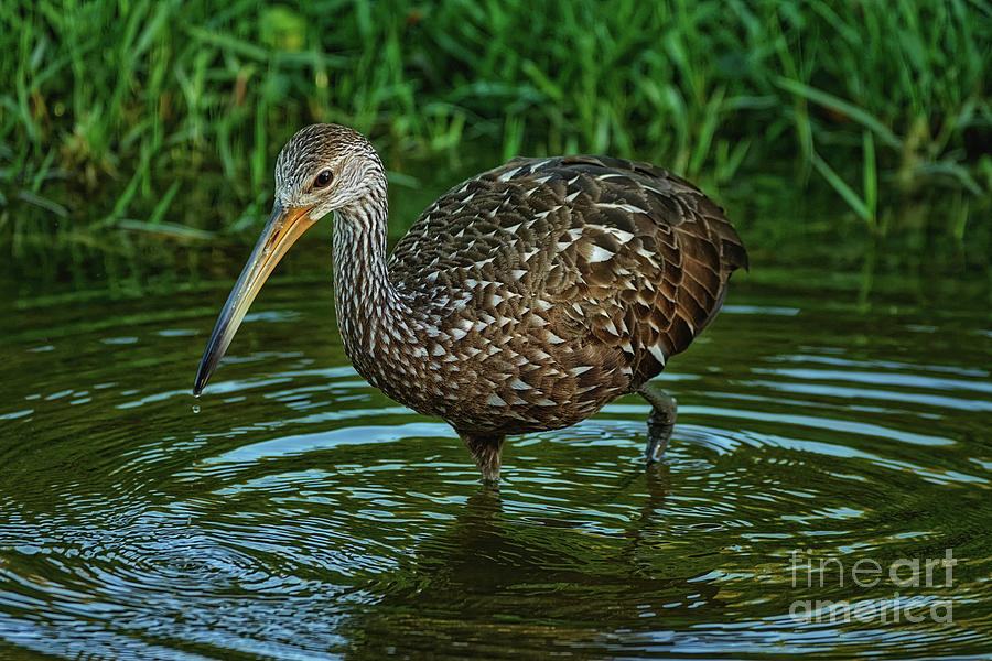 Limpkin Wades Looking for Shells - 1969 by Marvin Reinhart Limpkin Wades Looking for Shells - 1969 by Marvin Reinhart