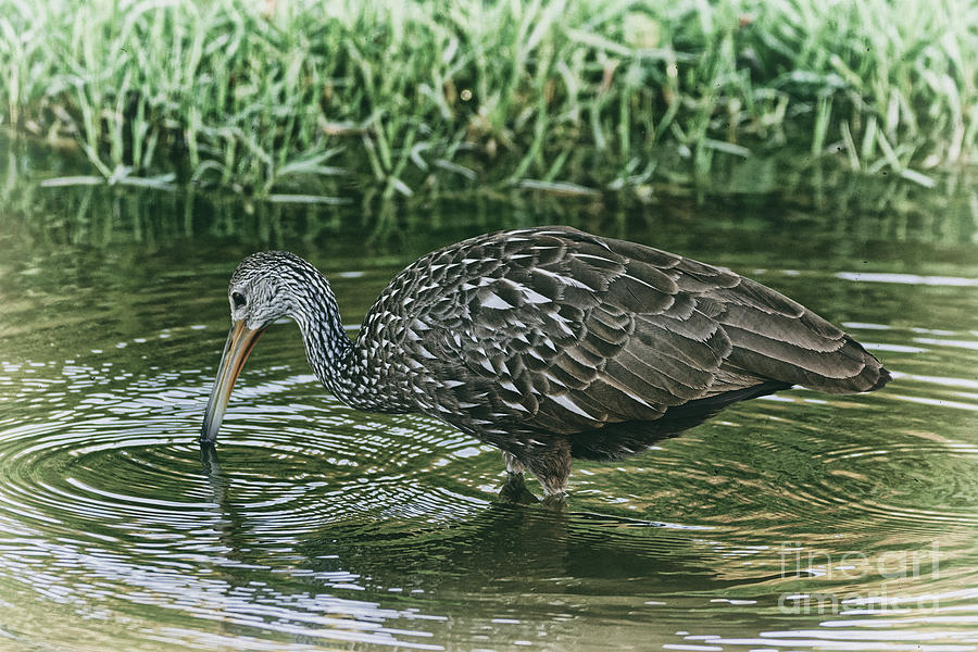 Limpkin Wades Looking for Shells - 1974 by Marvin Reinhart Limpkin Wades Looking for Shells - 1974 by Marvin Reinhart
