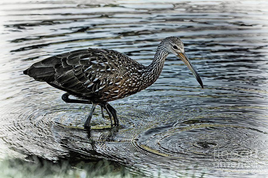 Limpkin Wades Looking for Shells - 1994 by Marvin Reinhart Limpkin Wades Looking for Shells - 1994 by Marvin Reinhart