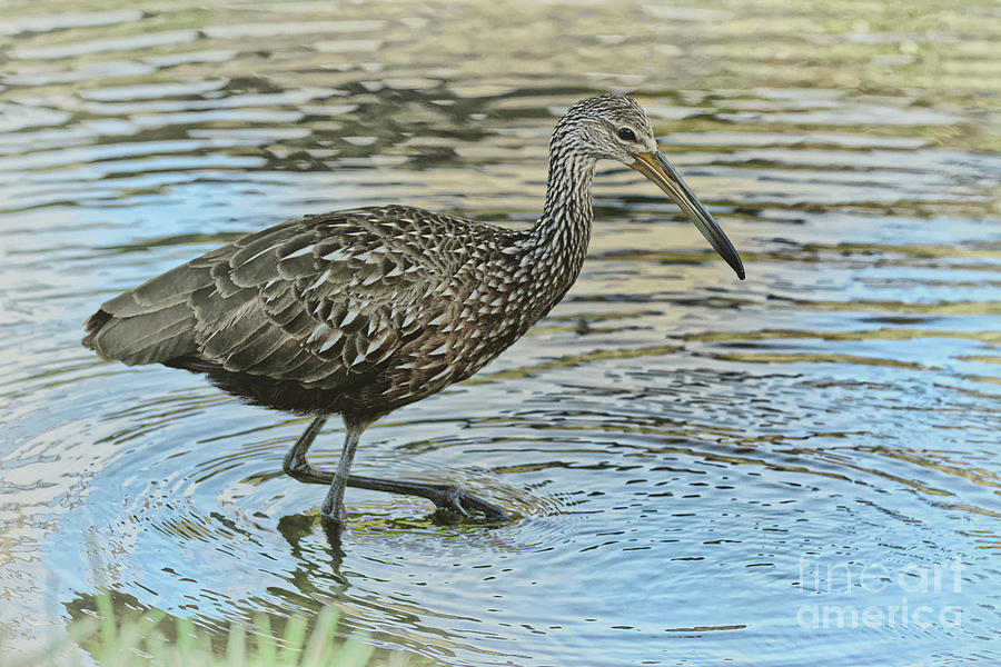 Limpkin Wades Looking for Shells - 1996 by Marvin Reinhart Limpkin Wades Looking for Shells - 1996 by Marvin Reinhart