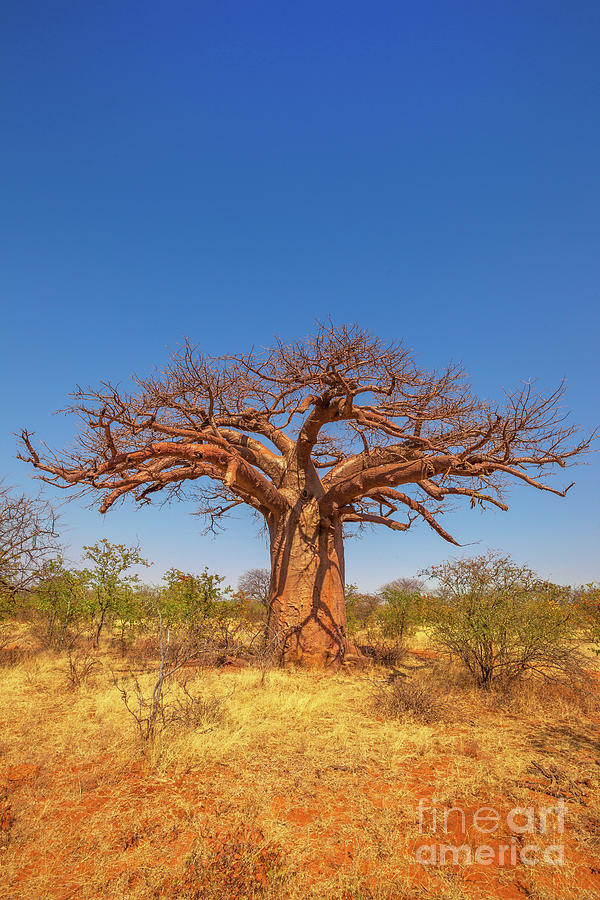 Limpopo Baobab tree Photograph by Benny Marty