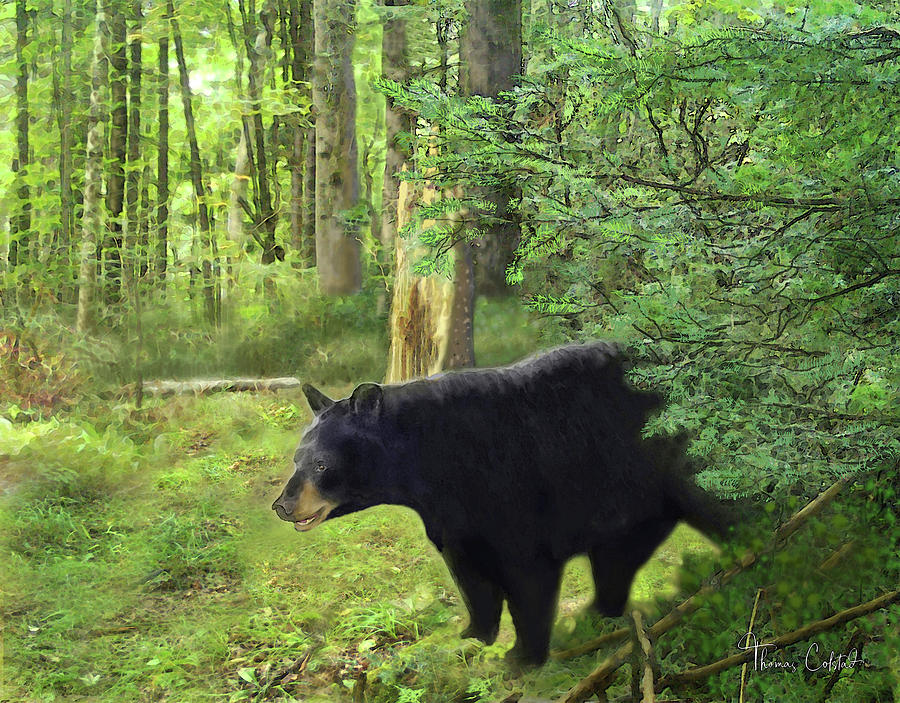 Lincoln County Bruin by Thomas Colstad Lincoln County Bruin by Thomas Colstad