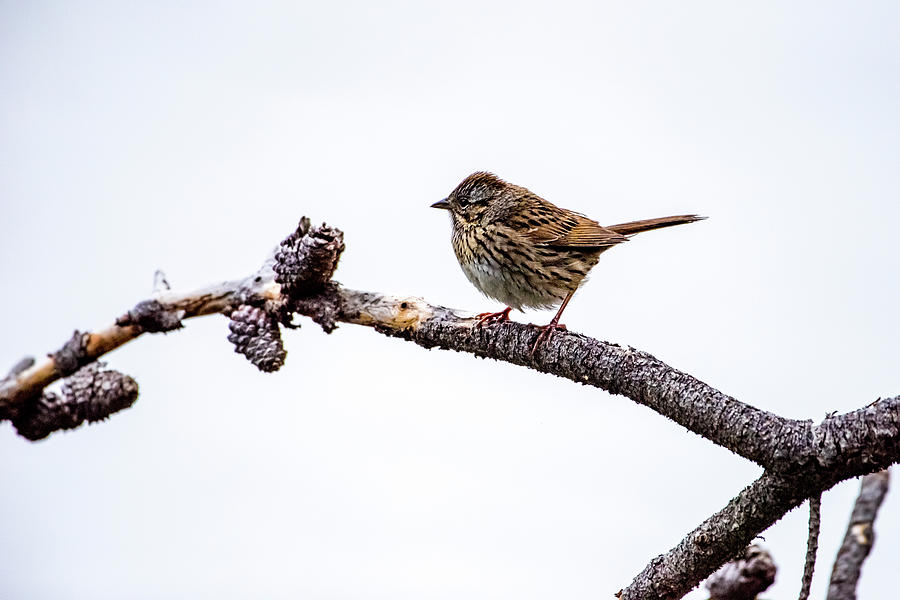 Lincolns Sparrow Photograph