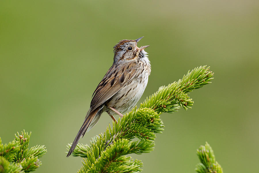Lincolns Sparrow Photograph by James Zipp