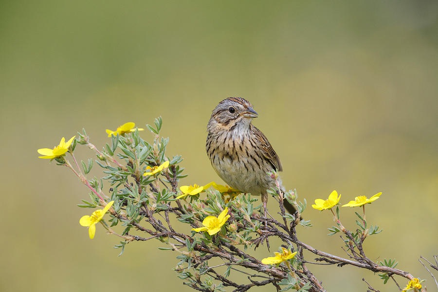 Lincolns Sparrow, Melospiza Lincolnii Photograph by James Zipp
