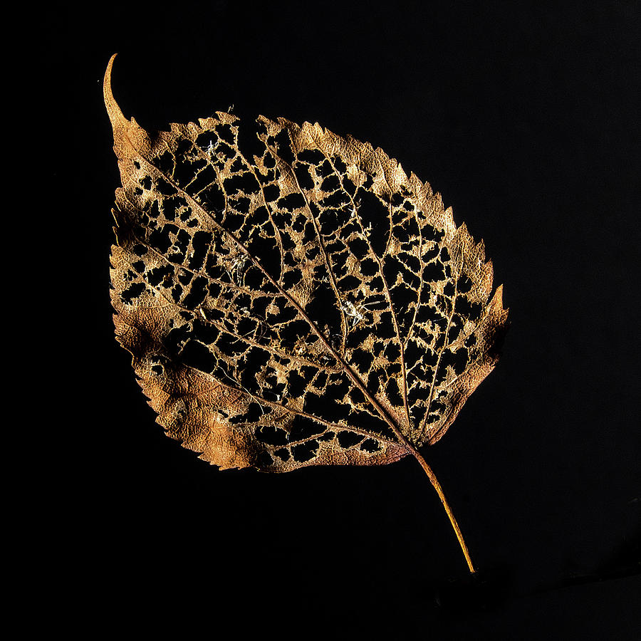Linden Leaf One Photograph by Ira Marcus