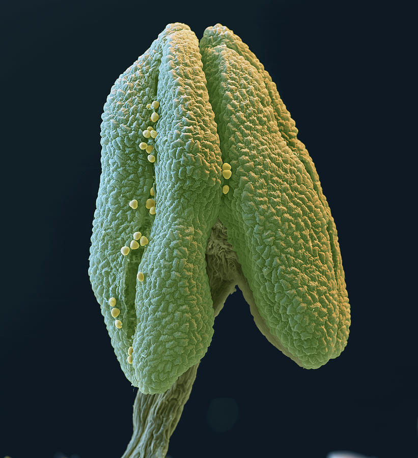 Linden Pollen, Sem Photograph by Oliver Meckes EYE OF SCIENCE