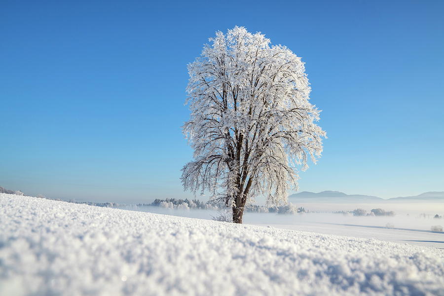 Linden Tree In Winter, Grobweil, Upper Bavaria, Bavaria, Germany ...