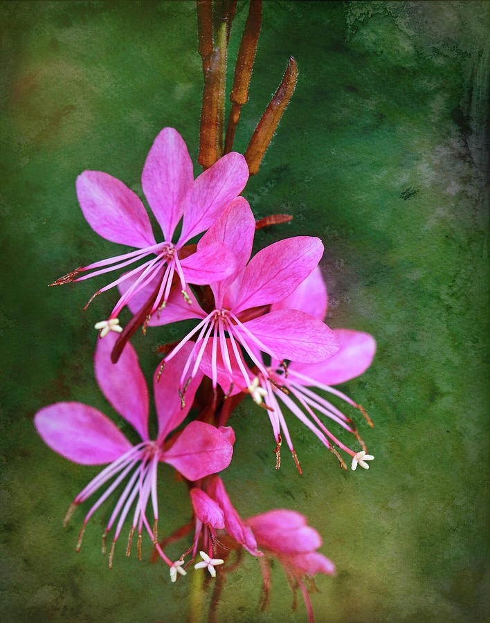 Flower Photograph - Lindheimers Beeblossom by Judy Vincent