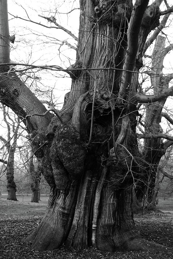 Line Of Chestnut Trees Photograph by Aidan Moran
