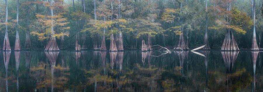 Line of Cypress in Fog - Panorama Photograph by Alex Mironyuk