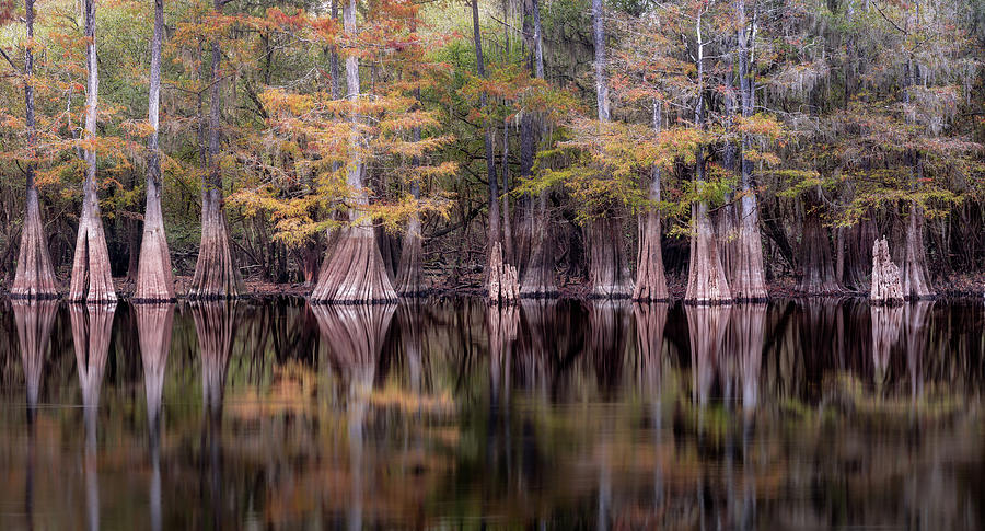Line of Cypress in the water 2 - Panorama Photograph by Alex Mironyuk