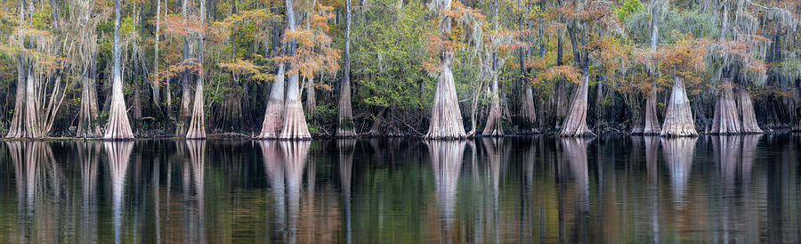Line of Cypress in the water - Panorama Photograph by Alex Mironyuk