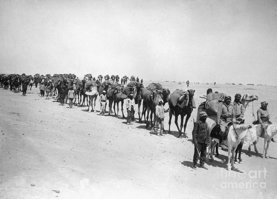 Line Of Druse Camels In Desert Photograph by Bettmann