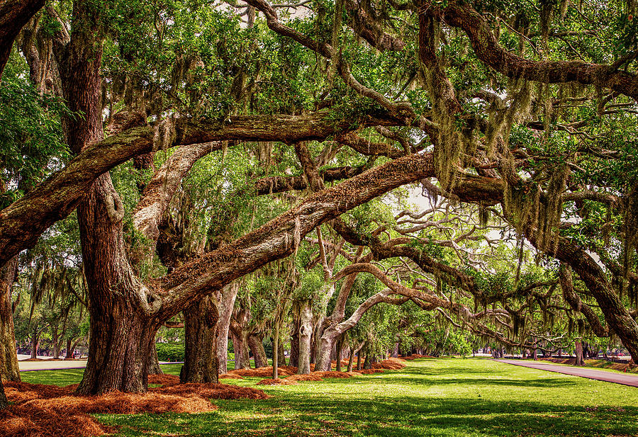 Line of Oak LImbs Over Lawn Photograph by Darryl Brooks