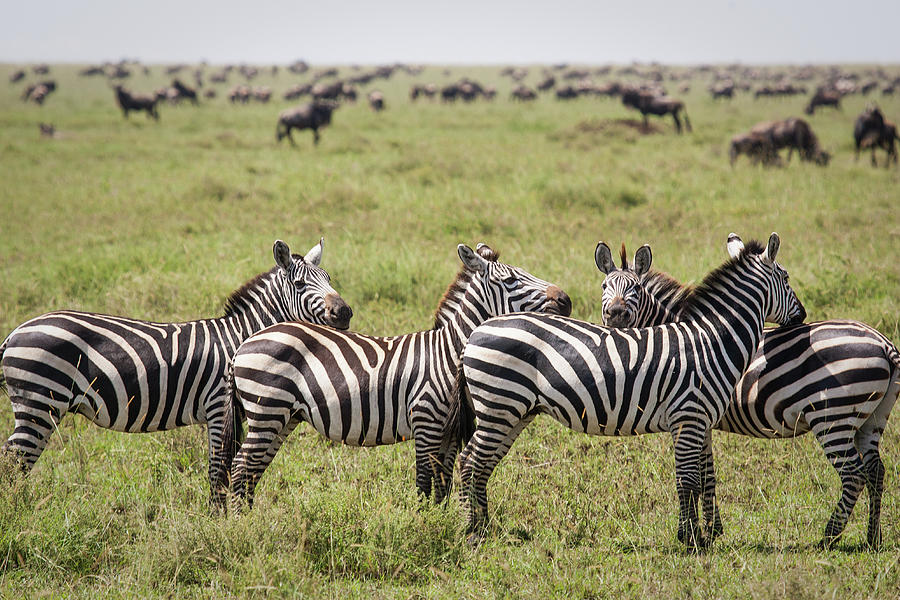 Line Of Zebras, Serengeti, Tanzania Photograph by Karen Desjardin