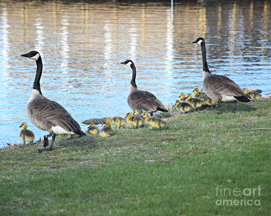 Canada Geese Photograph - Line Up-We Are Going Swimming by Kathy M Krause